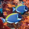 Under The Sea 2022 Premium Square Wall Calendar 16 Month New Year Christmas Gift 2 Under The Sea 2022 Premium Square Wall Calendar 16 Month New Year Christmas Gift -Amscan Sales Store 530224b9b00bbda24aa514479b5bdb13