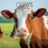 Cows 2022 Premium Square Animals Wall Calendar 16 Months New Year Christmas Gift 2 Cows 2022 Premium Square Animals Wall Calendar 16 Months New Year Christmas Gift -Amscan Sales Store 6e9042123cdff04f856bdba733d90fb3