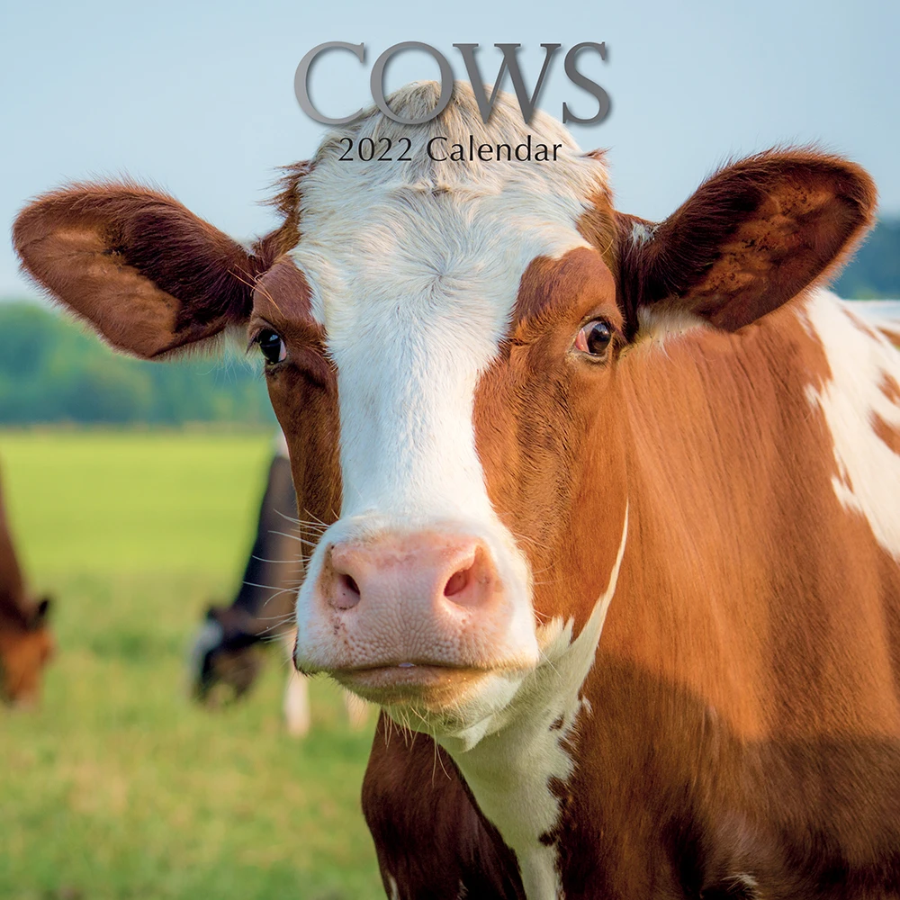Cows 2022 Premium Square Animals Wall Calendar 16 Months New Year Christmas Gift 3 Cows 2022 Premium Square Animals Wall Calendar 16 Months New Year Christmas Gift